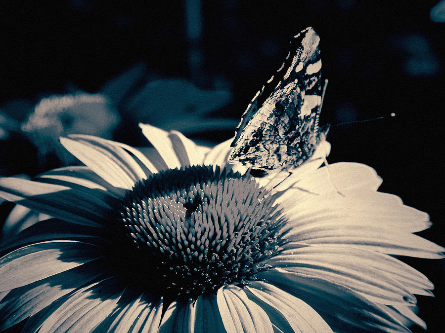 Lurie Garden Butterfly Photograph by Kyle Hanson