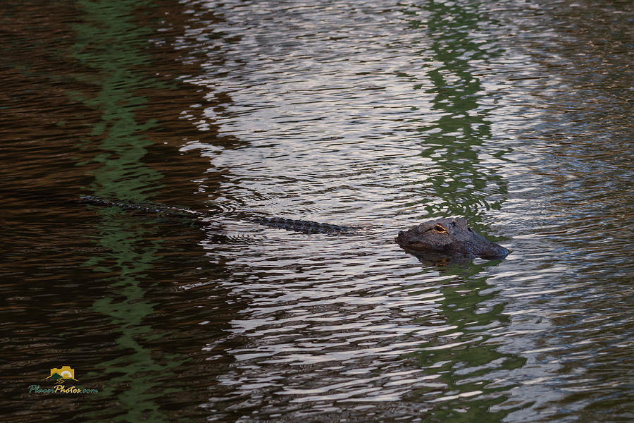 Lurking Aligator Photograph by Jim Thompson