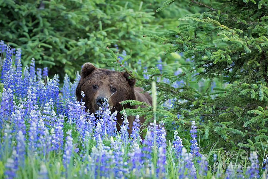 Lurking In Lupines Photograph by Aaron Whittemore