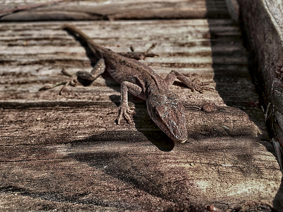 Lurking Lizard Photograph by Morgan Carter