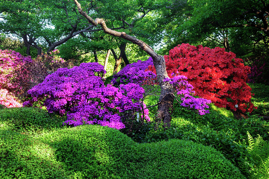 Luscious Bloom of Rhododendrons in Japanese Garden 1. Prague  Photograph by Jenny Rainbow