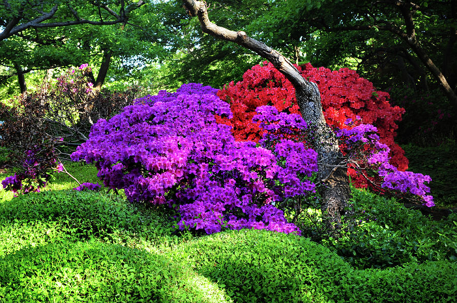 Luscious Bloom of Rhododendrons in Japanese Garden. Prague  Photograph by Jenny Rainbow