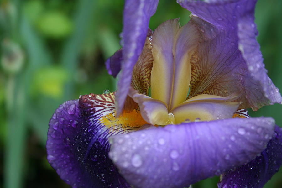 Luscious Blooming Iris Photograph by Mary Gaines