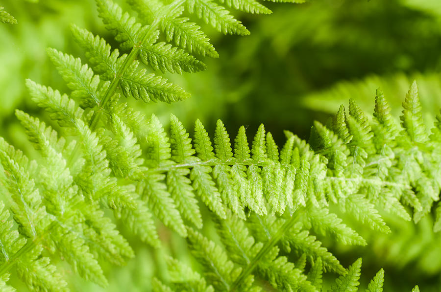 Luscious fern Photograph by Marcus Karlsson Sall