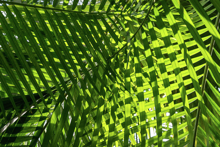 Luscious Geometric Greenery - Sun and Shade Palm Fronds Left Photograph by Georgia Mizuleva