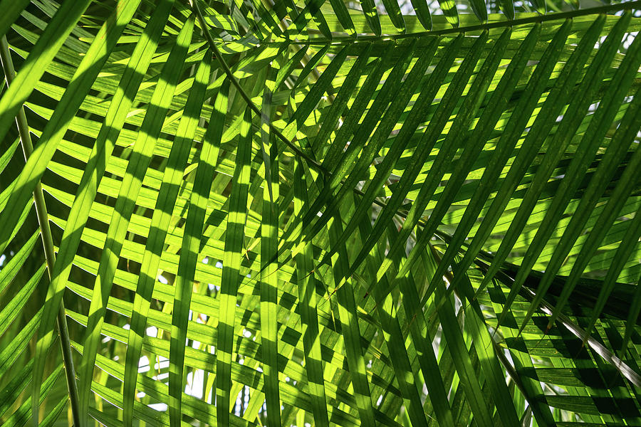 Luscious Geometric Greenery - Sun and Shade Palm Fronds Right Photograph by Georgia Mizuleva