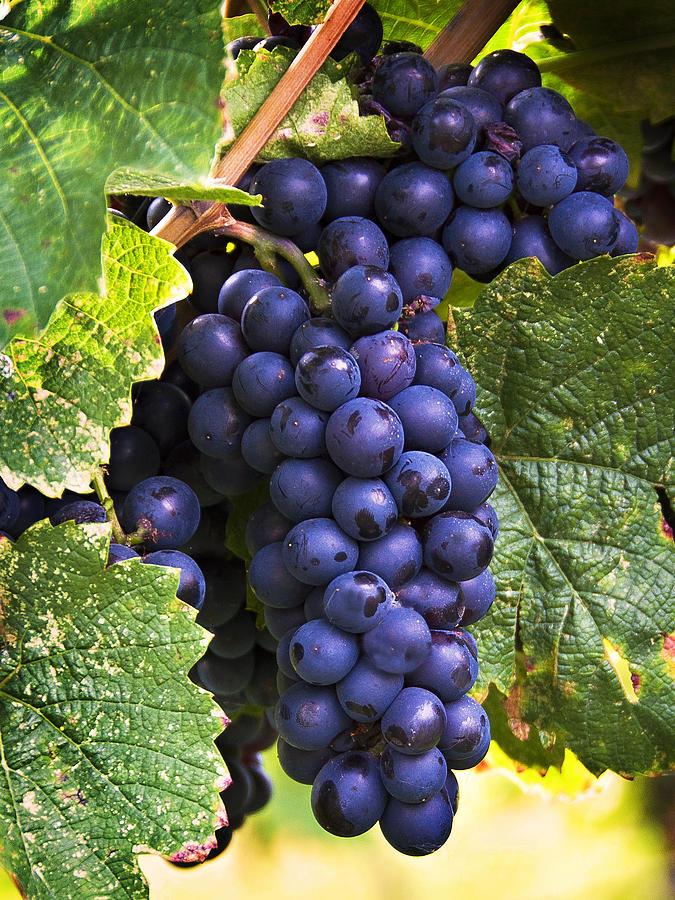 Luscious Grape Cluster Photograph by Marion McCristall