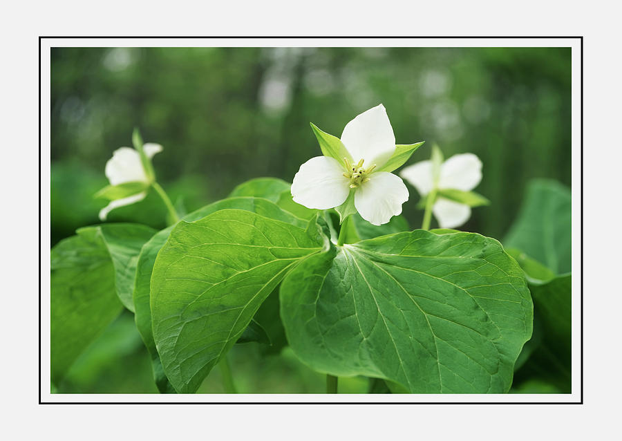 Nature Photograph - Luscious Green Leaves White Floral Wall Art by Georgiana Romanovna