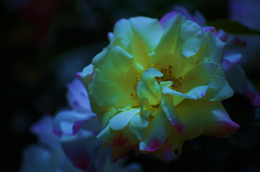 Flower Photograph - Luscious by Helen Carson