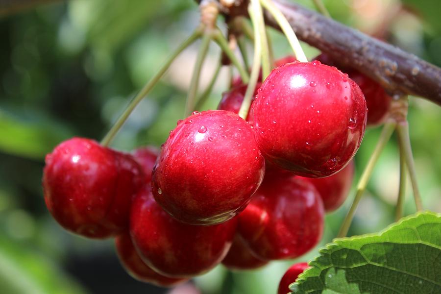 Luscious Hood River Oregon Cherries by Elizabeth Rose Luscious Hood River Oregon Cherries by Elizabeth Rose