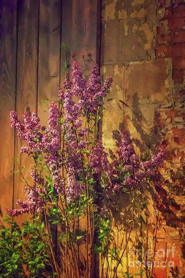 Luscious Lilacs Photograph by Elizabeth Dow