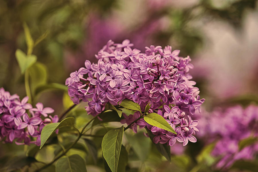 Luscious Lilacs Photograph by Theresa Campbell