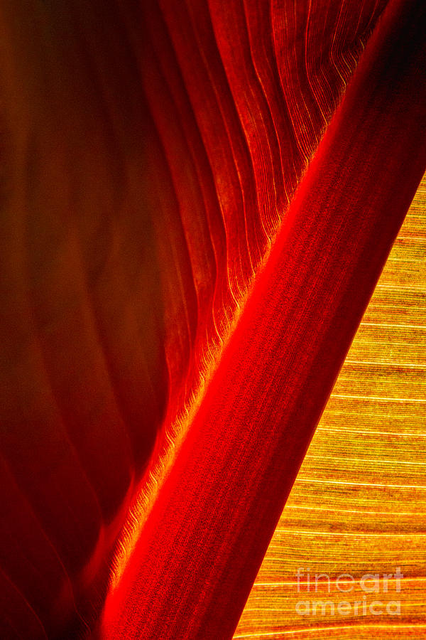 Luscious Lines Photograph by Marilyn Cornwell