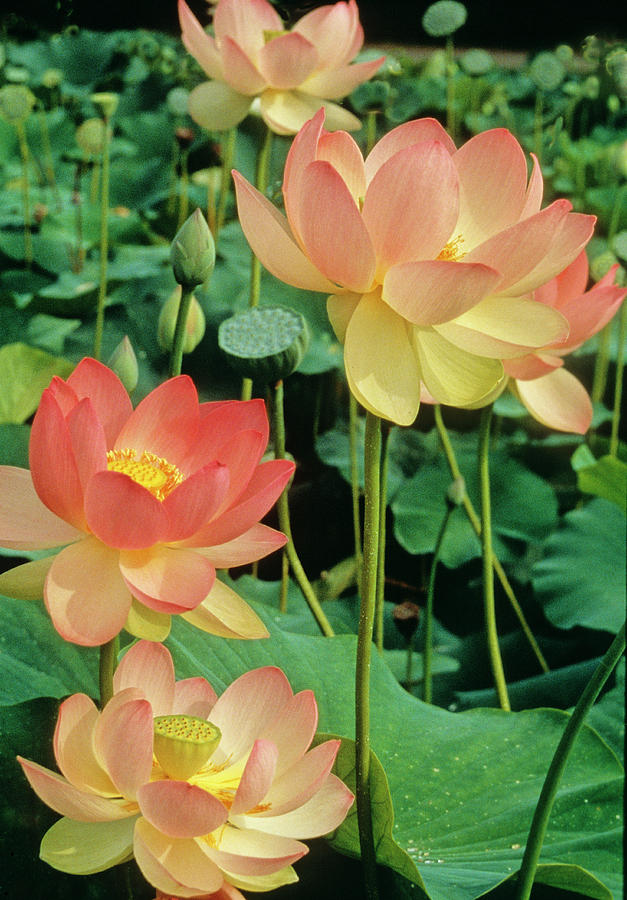 Luscious Lotus Photograph by Elvira Butler