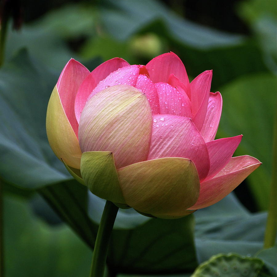 Luscious Lotus With Raindrops Photograph by Byron Varvarigos