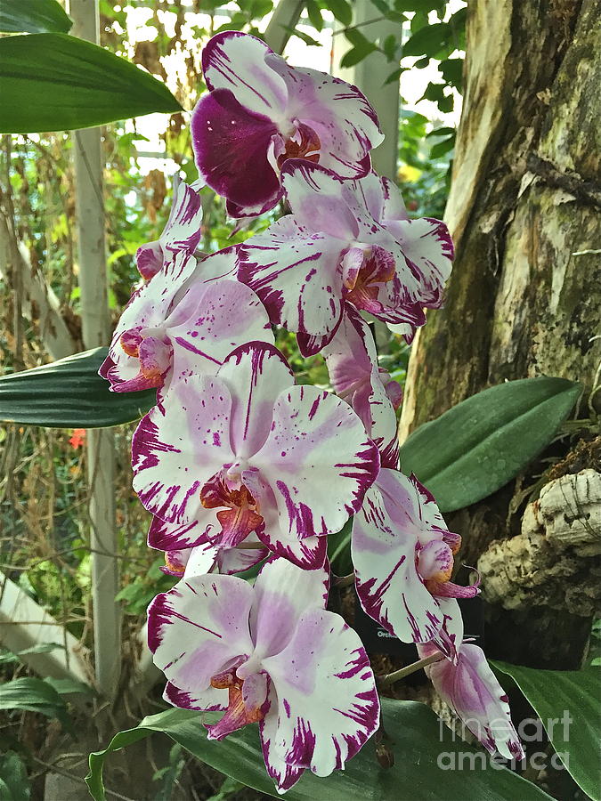 Luscious Lovely Orchids Photograph by Barbara Plattenburg