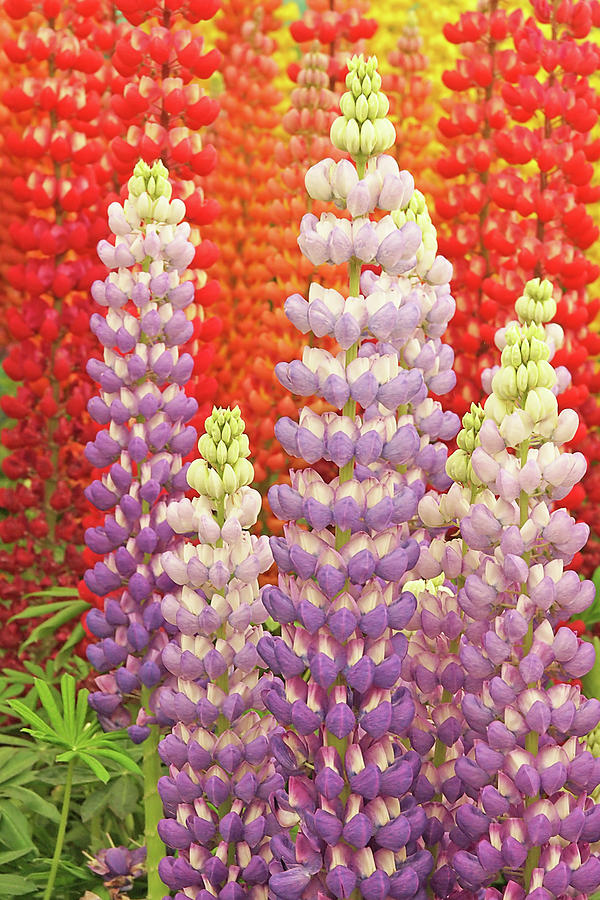 Nature Photograph - Luscious Lupins by Gill Billington