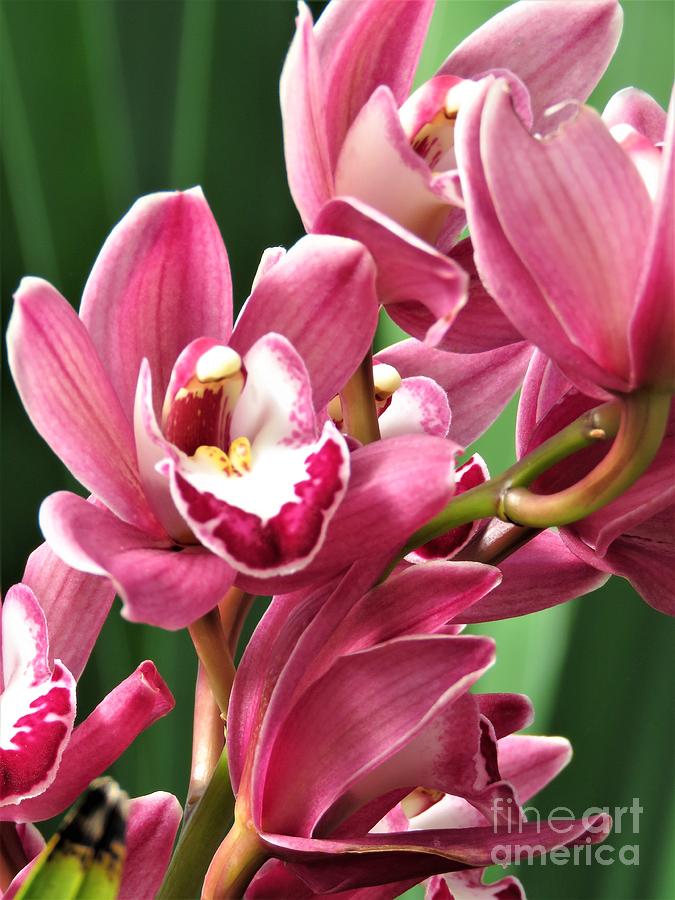 Luscious Orchids Photograph by Anita Adams