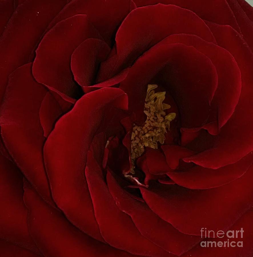 Luscious Rose Photograph by Anita Adams
