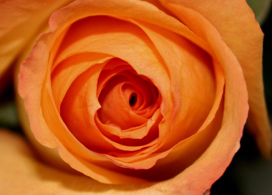 Luscious Rose Photograph by Mary Gaines