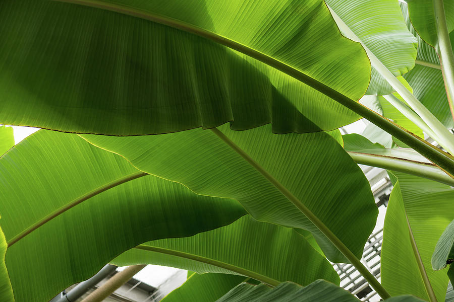 Luscious Tropical Greens - Huge Leaves Patterns - Horizontal View ...