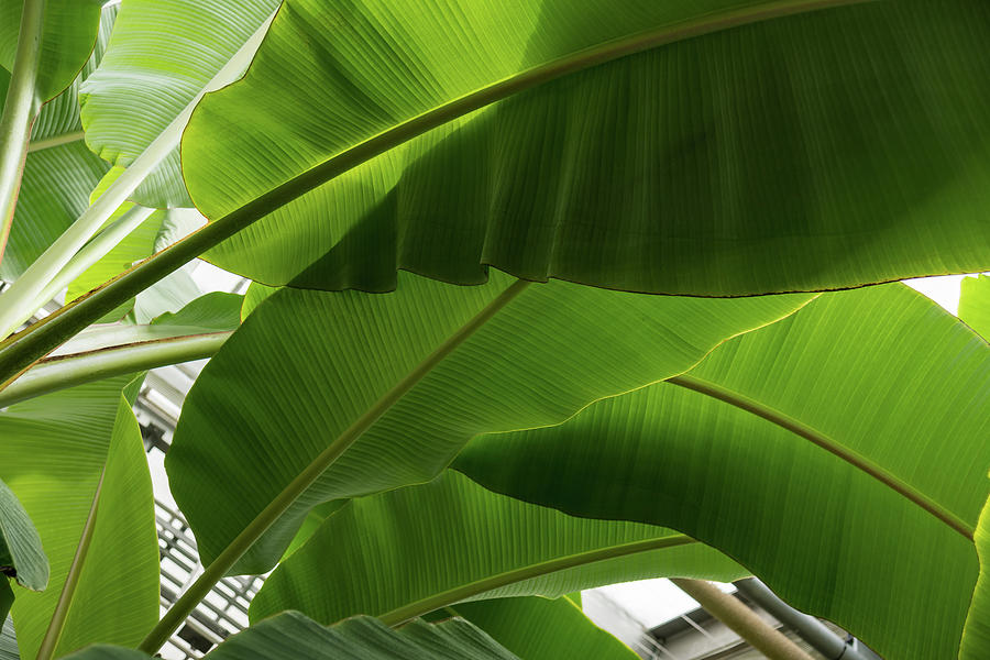 Luscious Tropical Greens - Huge Leaves Patterns - Horizontal View ...