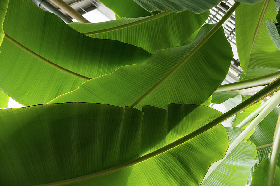 Luscious Tropical Greens - Huge Leaves Patterns - Horizontal View Upwards Left Photograph by Georgia Mizuleva
