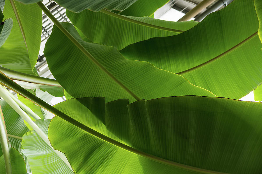 Luscious Tropical Greens - Huge Leaves Patterns - Horizontal View Upwards Right Photograph by Georgia Mizuleva