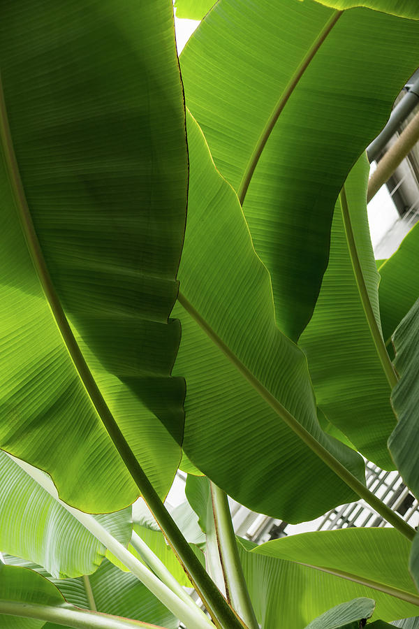 Luscious Tropical Greens - Huge Leaves Patterns - Vertical View Upwards ...