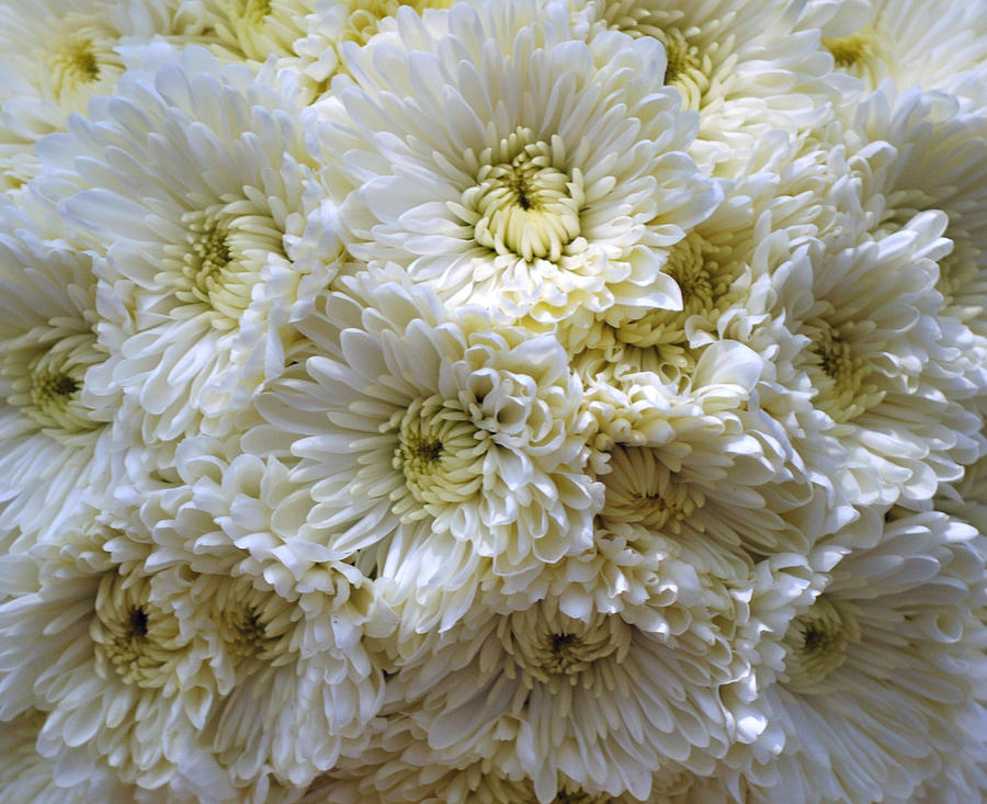 Flower Photograph - Luscious White Chrysanthemum  by Debra  Miller
