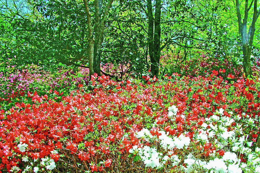 Lush Azaleas in Bellingrath Gardens in Mobile, Alabama Photograph by Ruth Hager