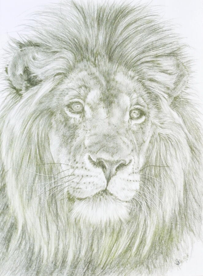 Wildlife Drawing - Lush by Barbara Keith