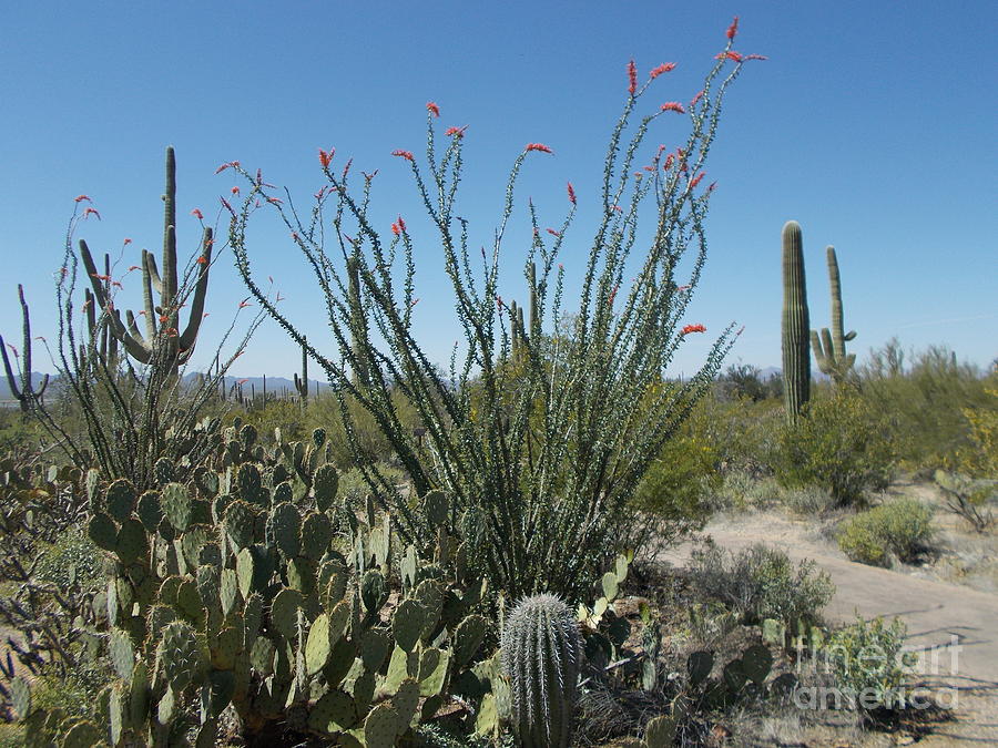 Lush desert Photograph by Jerry Bokowski | Fine Art America