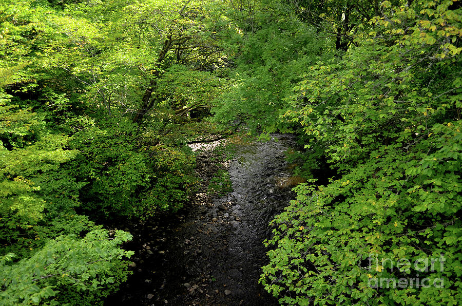 Lush Foliage with a Winding Stream Cutting Through the Forest Photograph by DejaVu Designs