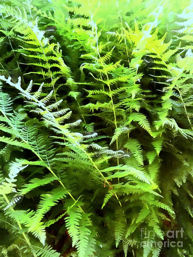 Lush - Forest Ferns Photograph by Janine Riley