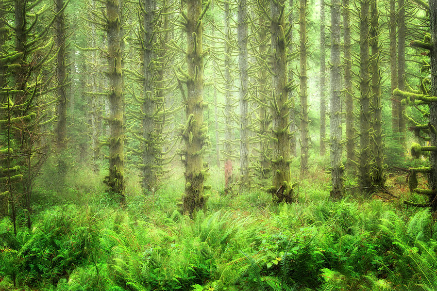 Lush Forest  Photograph by Nicki Frates