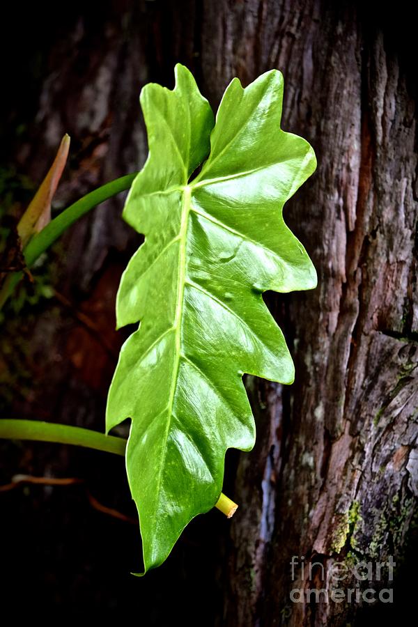 Lush Green Leaf Photograph by Debra Banks