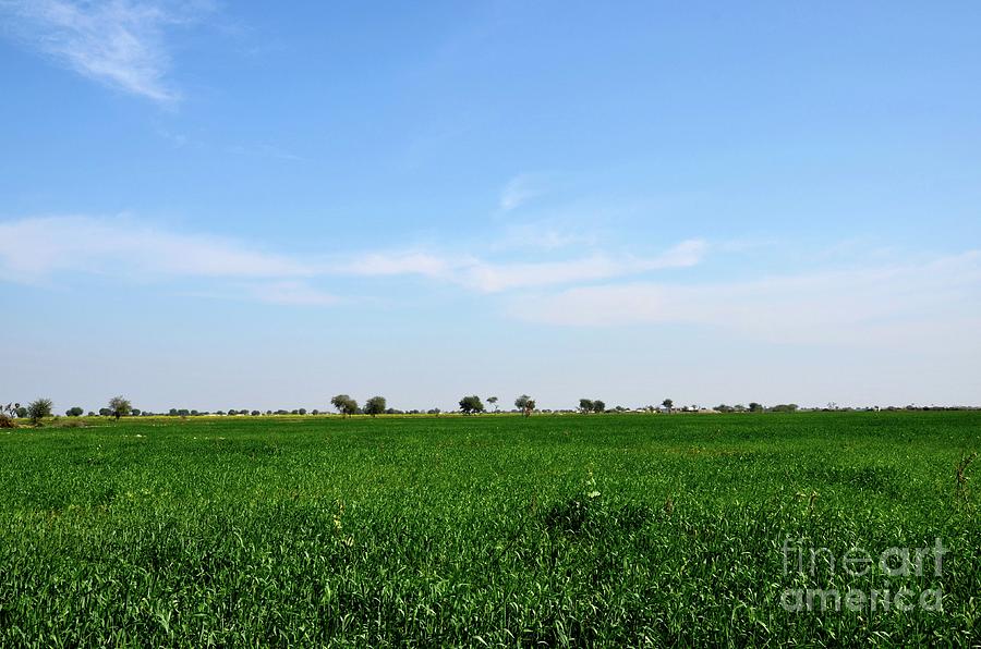 Lush green farm fields of rural Sindh Mirpurkhas Pakistan Photograph by Imran Ahmed