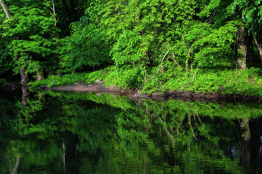 Lush Green Forest River Photograph By Anna Zisk Fine Art America