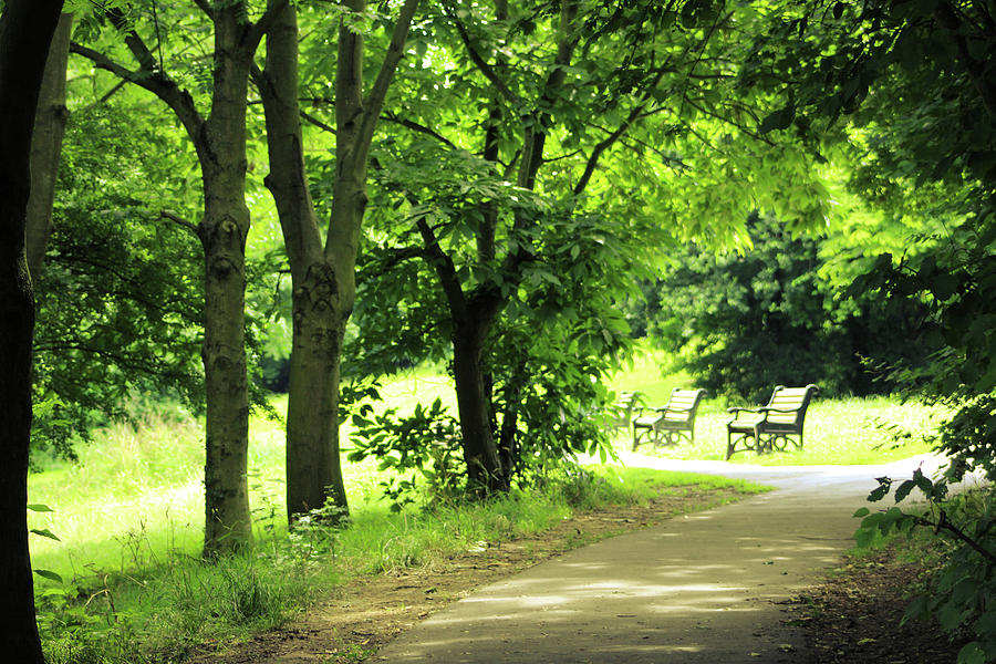 Lush Green Forest Photograph by Zahra Majid