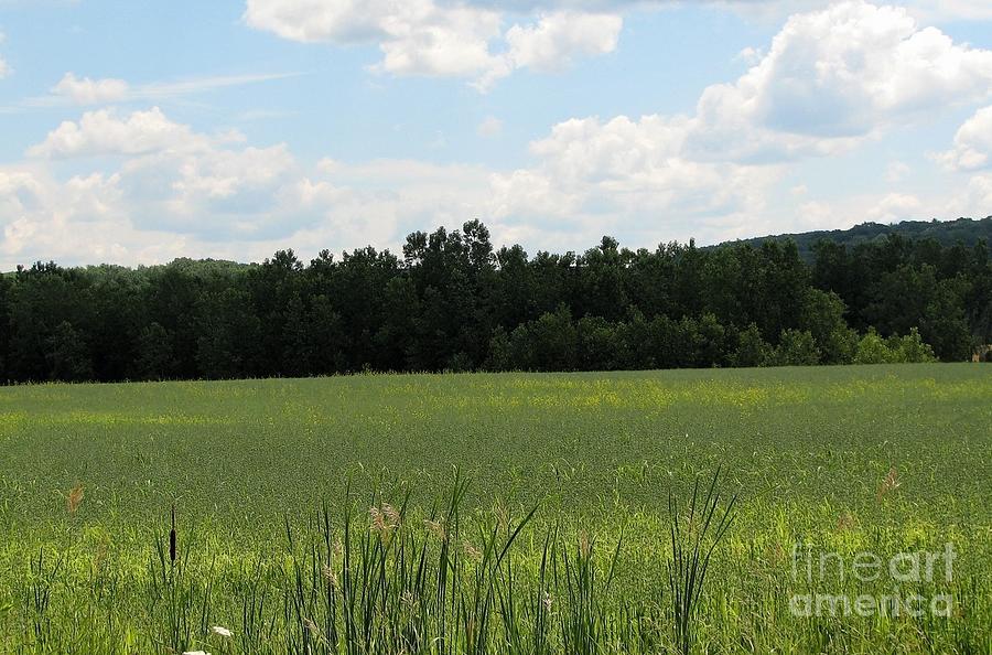 Lush Green Meadow in Rural Western New York Photograph by Rose Santuci-Sofranko