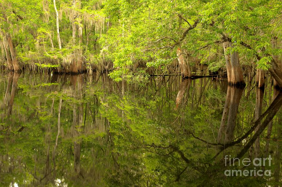 Lush Green Reflections At Manatee Springs Photograph by Adam Jewell