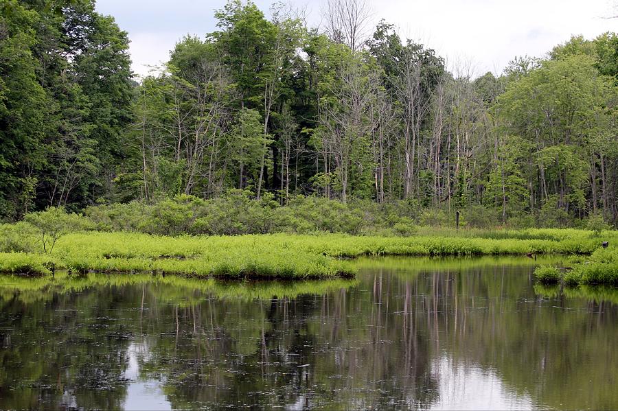 Lush Greenery Photograph by Wendy Gertz - Fine Art America