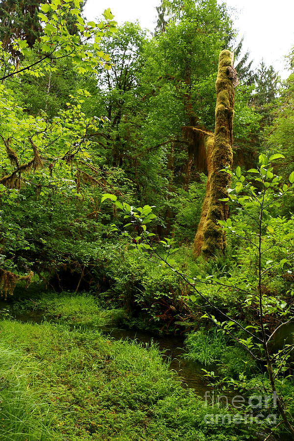 Lush Hoh Rain Forest Vegetation Photograph by Christiane Schulze Art And Photography