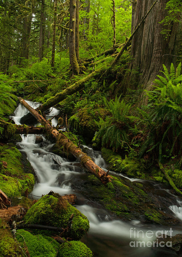 Lush Nature Photograph by Mike Reid - Fine Art America