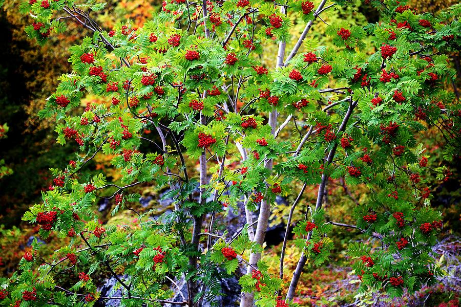 Lush Norwegian Arctic Rowan Berries Photograph by David Broome | Fine ...