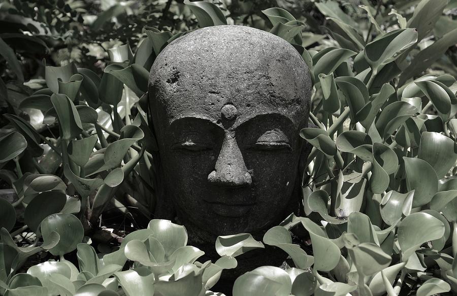 Buddha Photograph - Lush Peace by Running J
