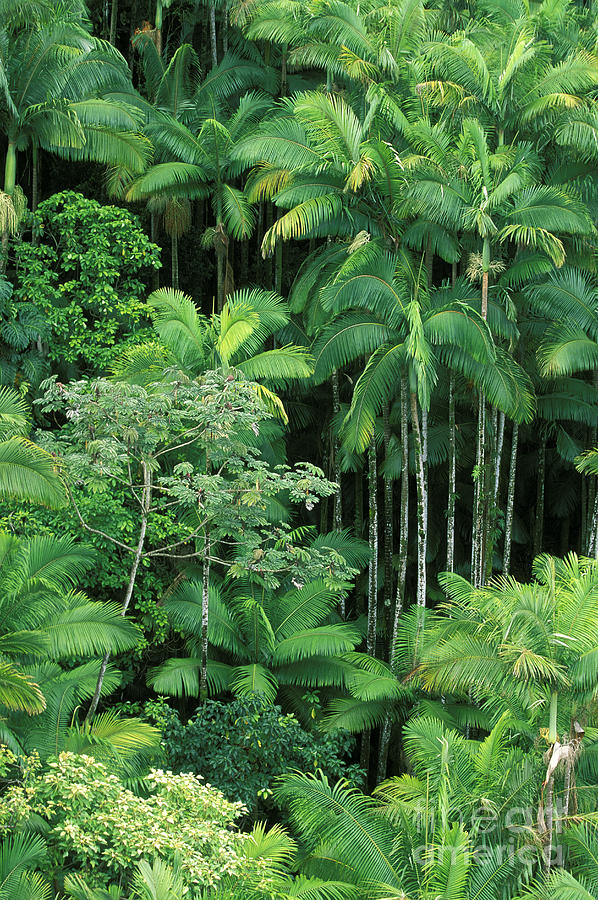 Jungle Photograph - Lush Rainforest by Ron Dahlquist - Printscapes