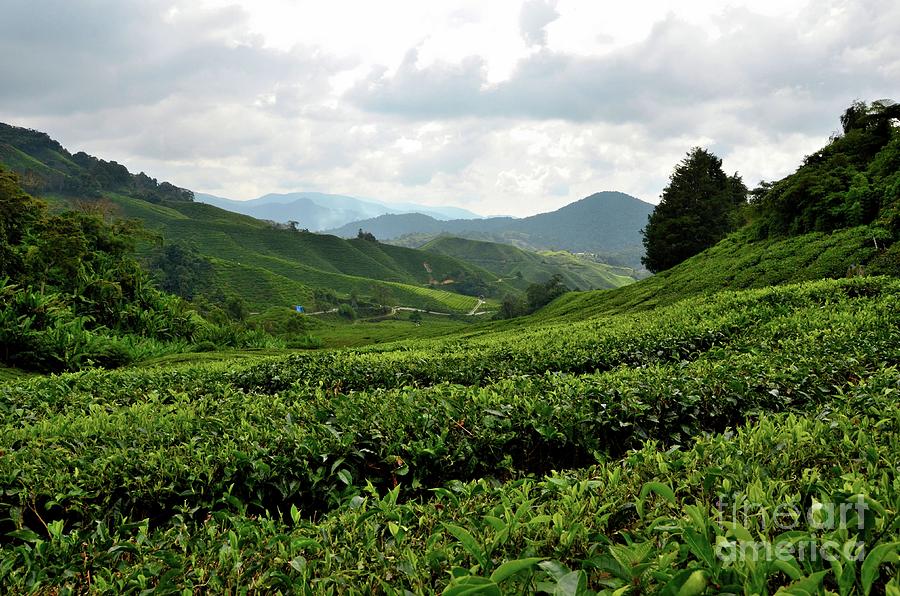 Lush rolling green fields of tea on hills in tropical resort Cameron Highlands Malaysia Photograph by Imran Ahmed