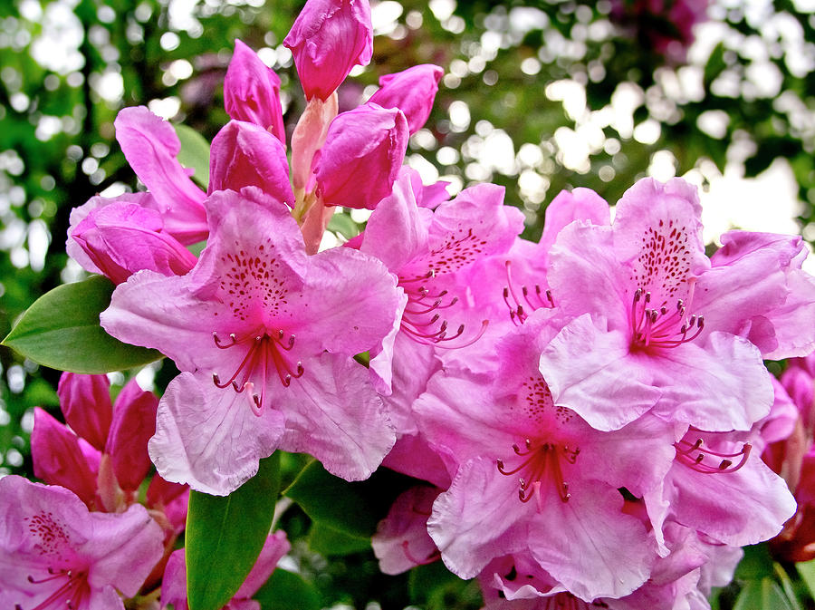 Lush spring of the pink rhododendrons. Photograph by Elena Perelman